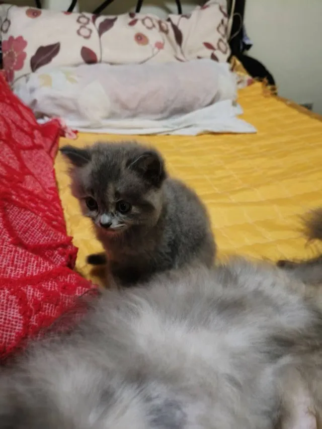 ลดประชากร
