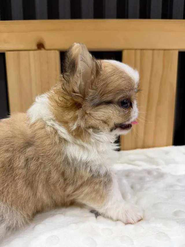 chihuahuathailandชิวาวาไทยแลนด์เกรดสวย