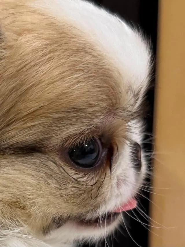chihuahuathailandชิวาวาไทยแลนด์เกรดสวย