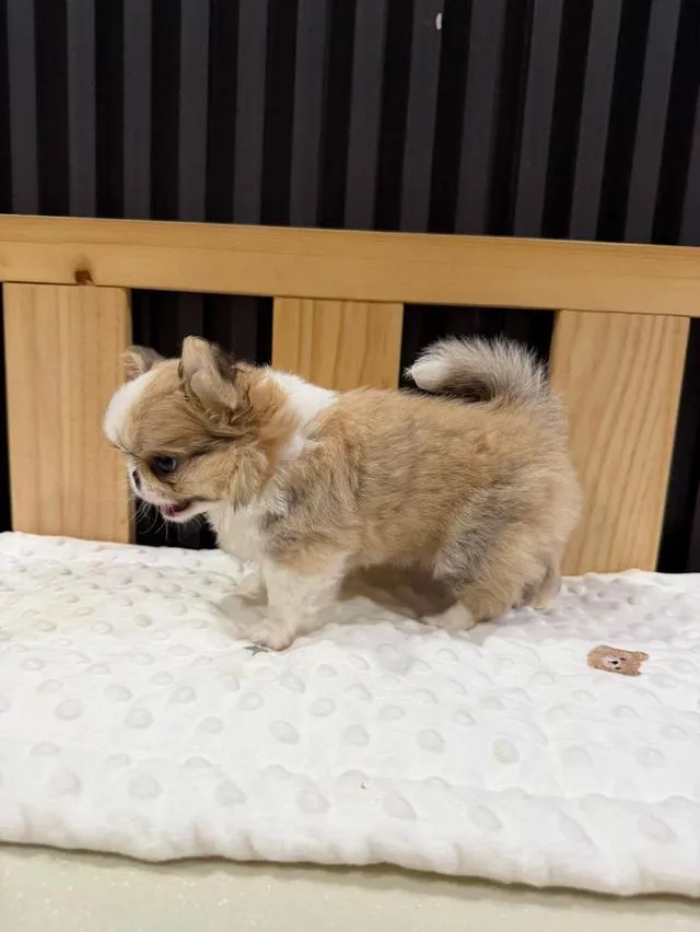 chihuahuathailandชิวาวาไทยแลนด์เกรดสวย