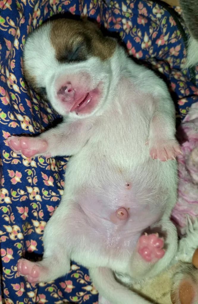 สุนัขชิวาวา ไซส์ปกติ