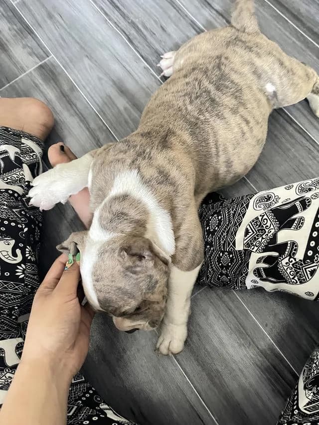 สุนัขพันธุ์ อเมริกันบลูลี่