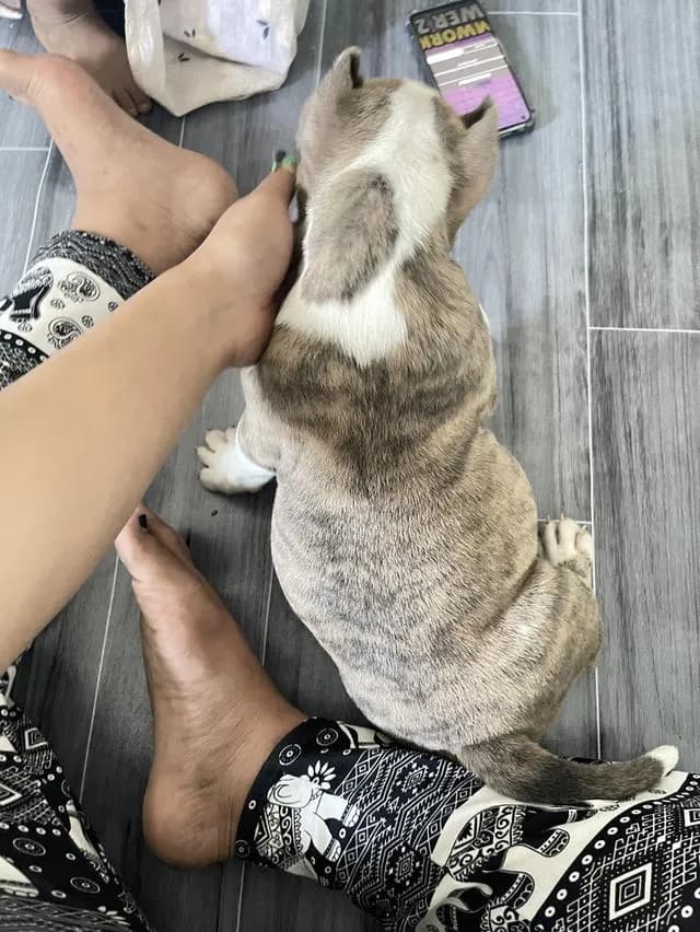 สุนัขพันธุ์ อเมริกันบลูลี่