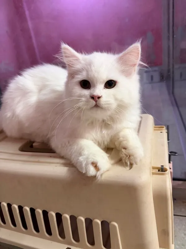ลูกแมวเมนคูน