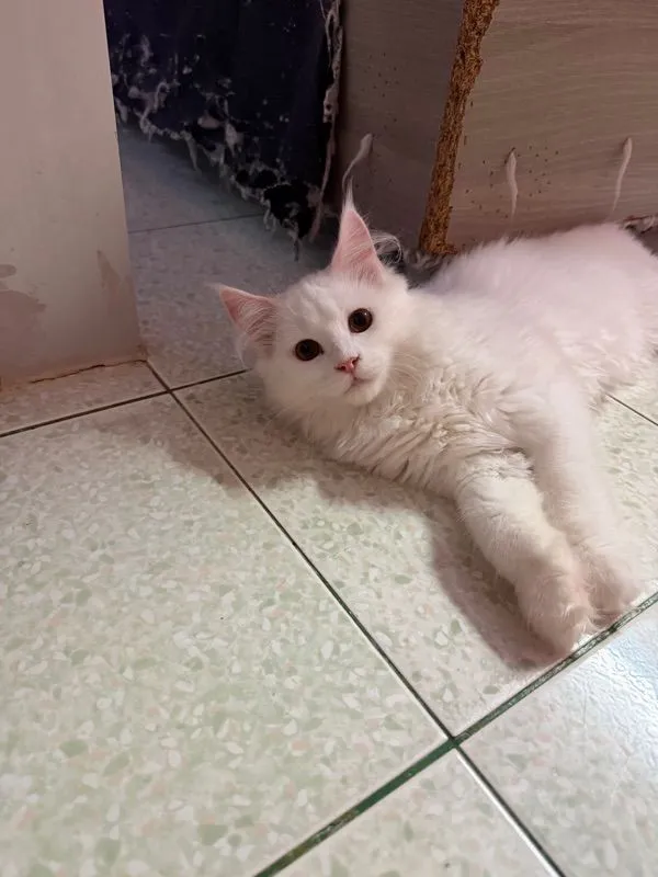 ลูกแมวเมนคูน