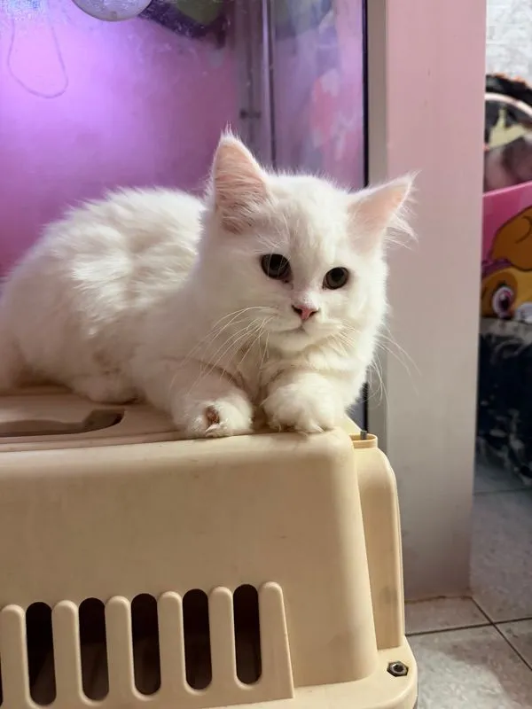 ลูกแมวเมนคูน