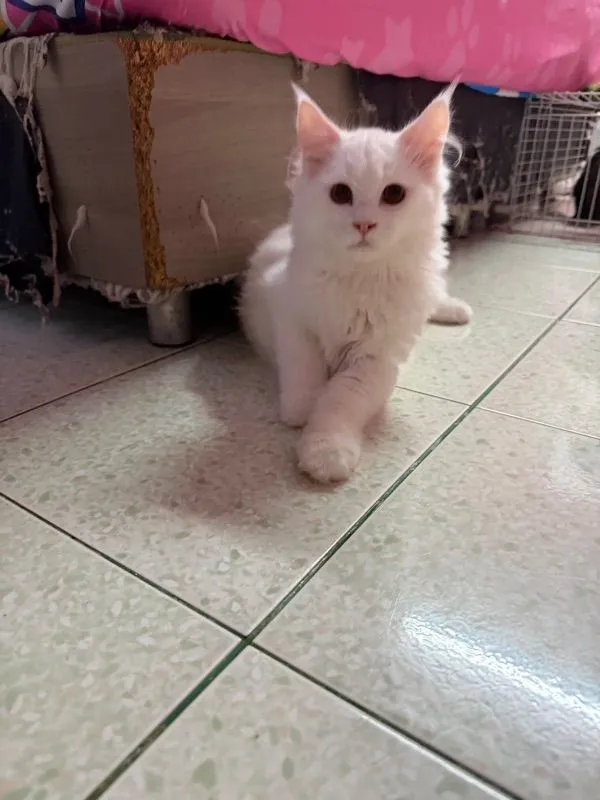 ลูกแมวเมนคูน