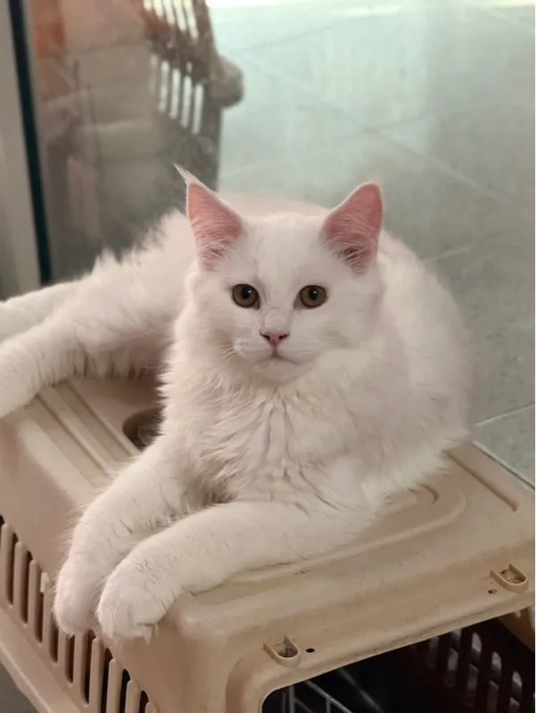 ลูกแมวเมนคูน