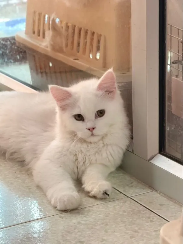 ลูกแมวเมนคูน