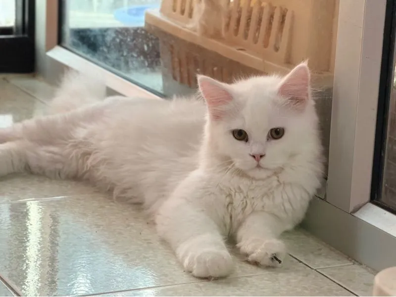 ลูกแมวเมนคูน