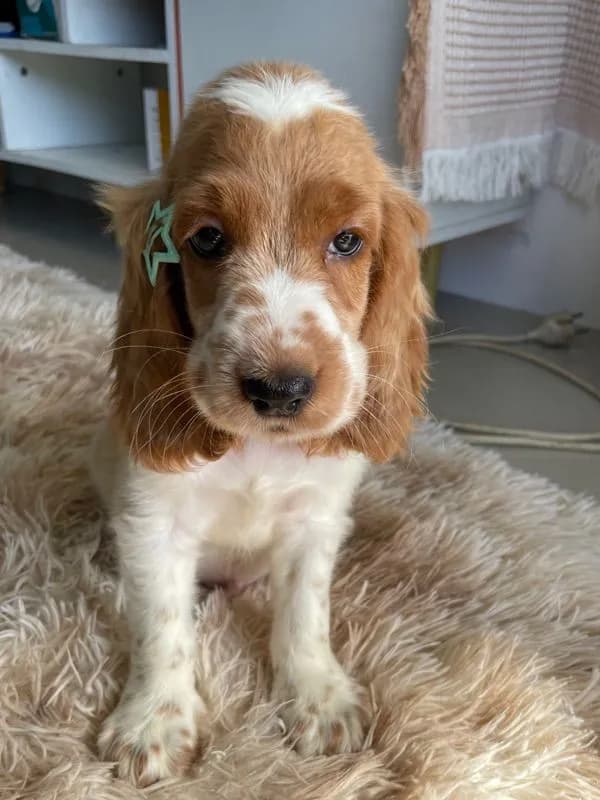 English Cocker spaniel (อิงลิชค็อกเกอร์สเปเนียล)
