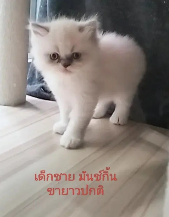 เด็กชายมันช์กิ้น ขายาวปกติ