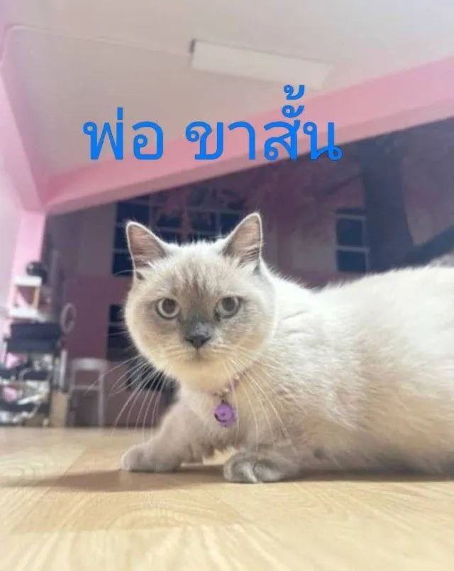 เด็กชายมันช์กิ้น ขายาวปกติ