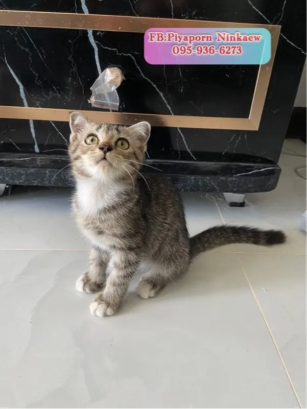 แมวพันธุ์มันช์กิ้นผสมสก็อตติช