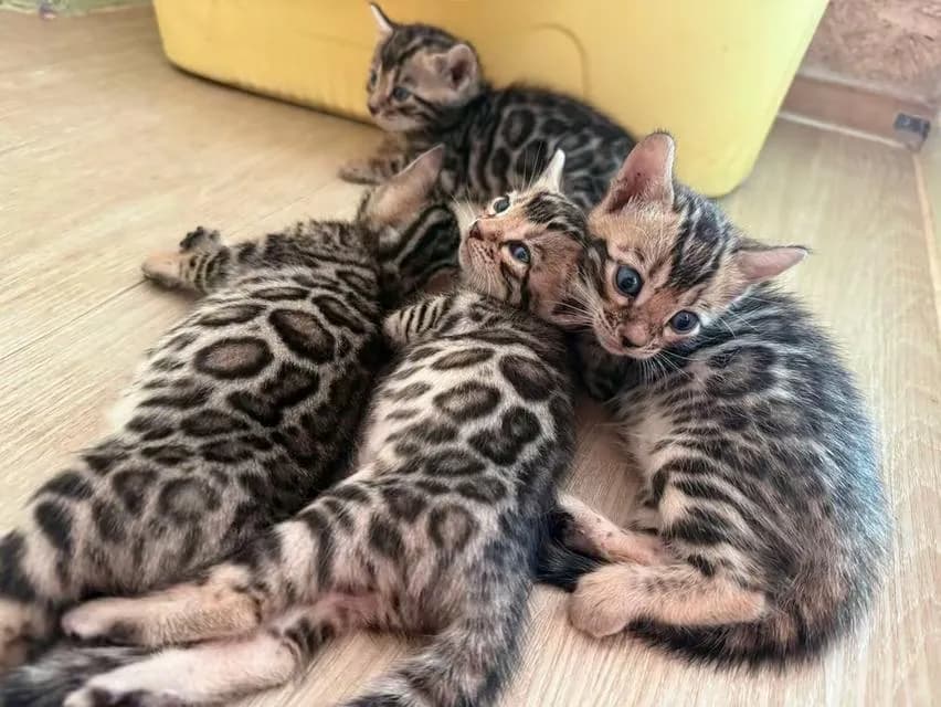 แมวเบงกอลภูเก็ต เบงกอลแท้