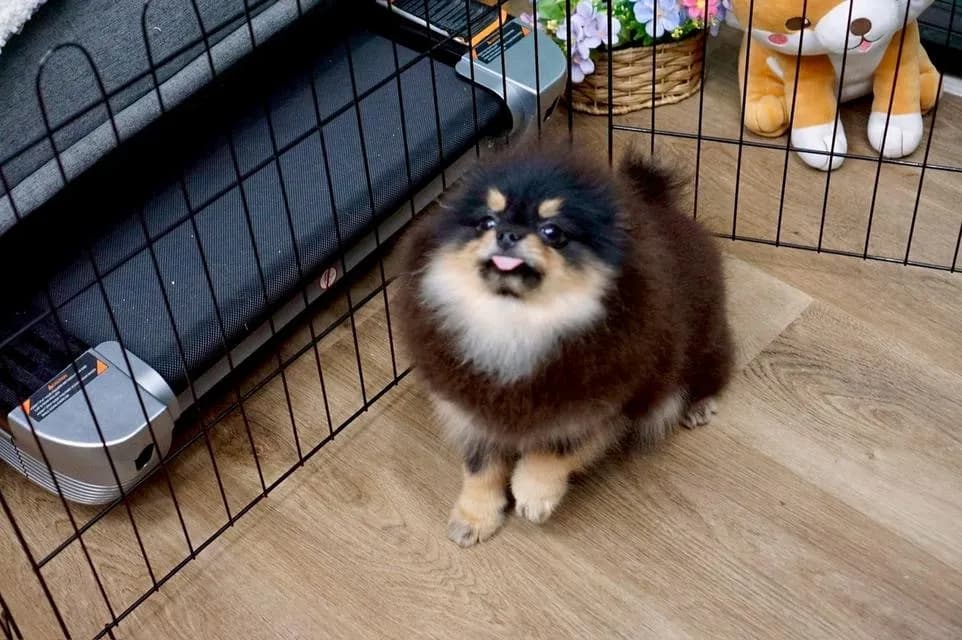 ลูกสุนัข ปอมเมอเรเนียน