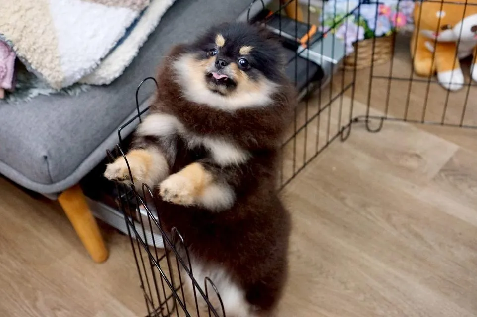 ลูกสุนัข ปอมเมอเรเนียน
