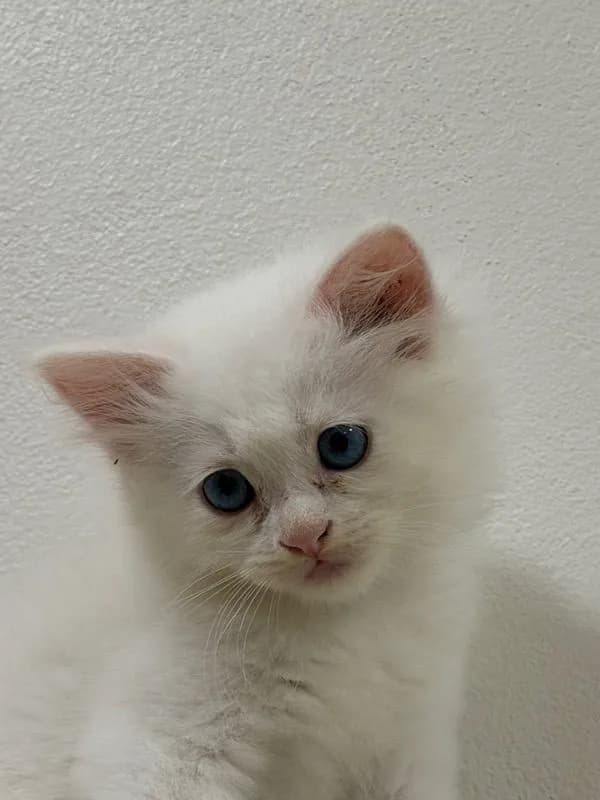 ลูกแมวเปอร์เซียสีขาว ตาสีฟ้า เพศผู้