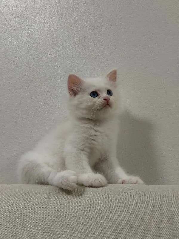 ลูกแมวเปอร์เซียสีขาว ตาสีฟ้า เพศผู้