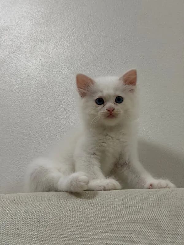 ลูกแมวเปอร์เซียสีขาว ตาสีฟ้า เพศผู้