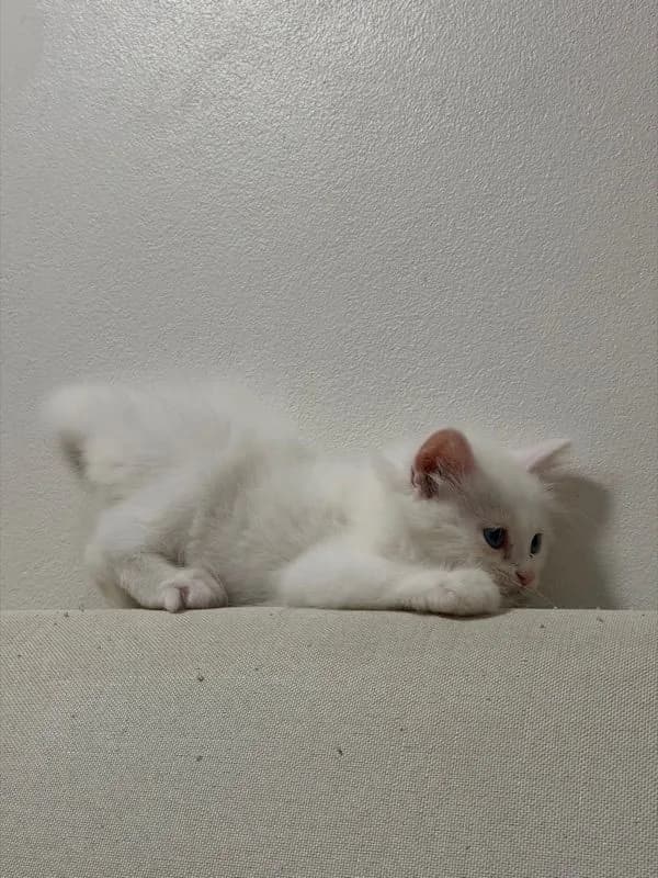 ลูกแมวเปอร์เซียสีขาว ตาสีฟ้า เพศผู้