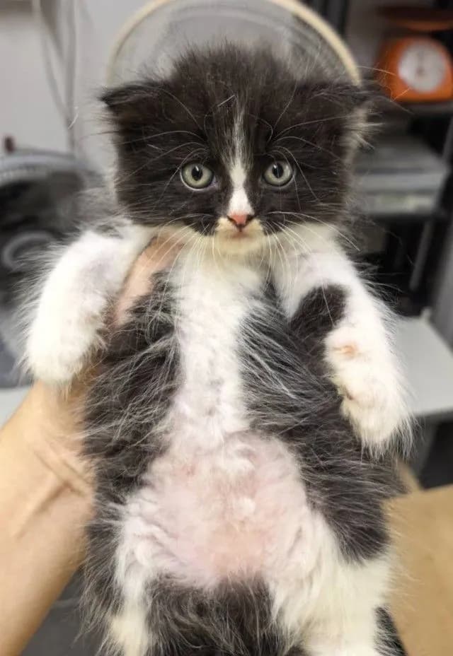 แมว