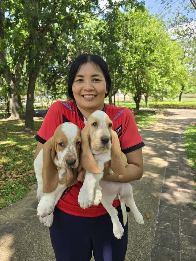 บาสเซ็ตฮาว์ดใบเพ็ดสมาคมพัฒนาพันธุ์สุนัข