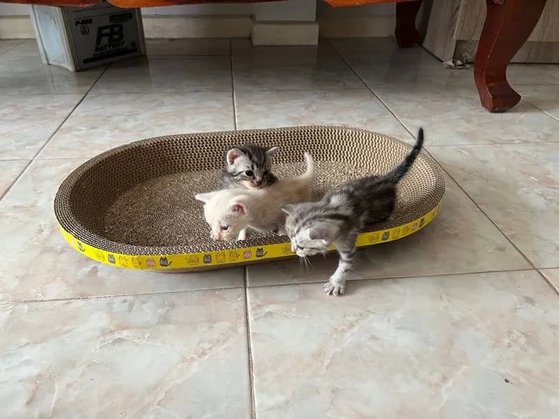 เปิดจองลูกแมว อเมริกันช๊อตแฮร