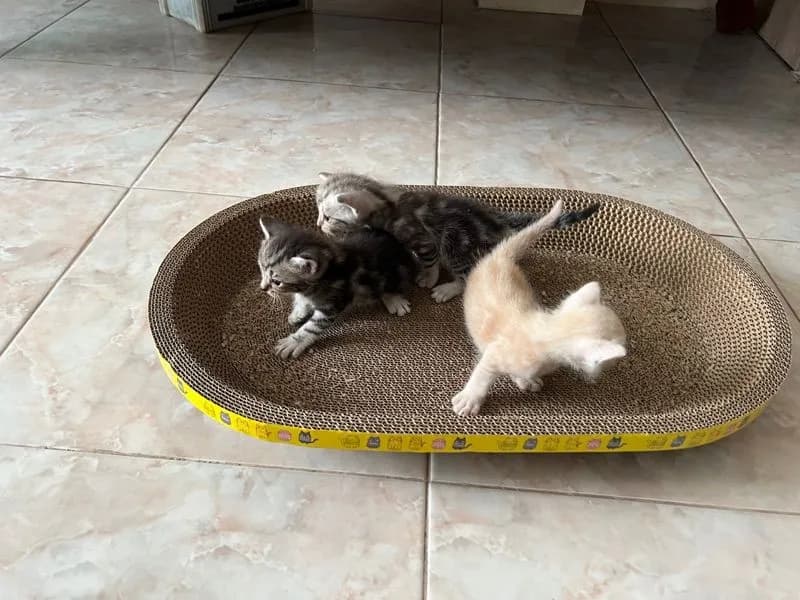 เปิดจองลูกแมว อเมริกันช๊อตแฮร