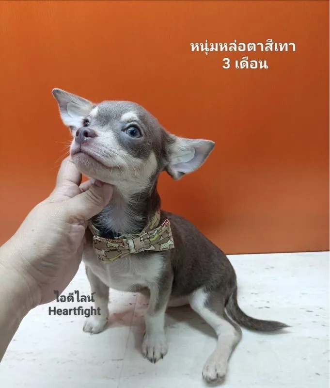 (Sold out ครับ🙂)ชิวาว่าสีเทาเพศผู้(วัคซีนแล้ว)