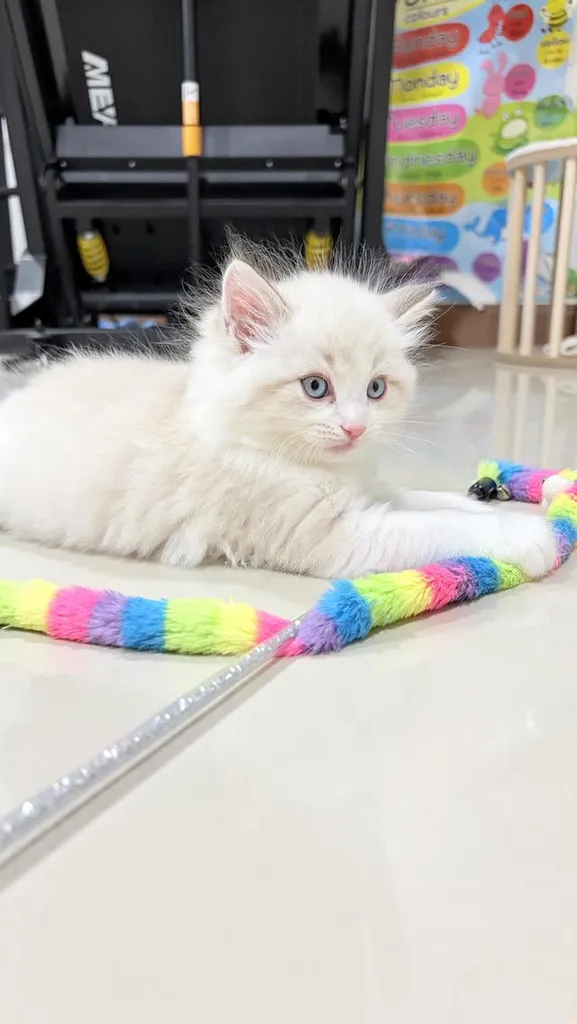 น้องแมวสายพันธุ์ Ragdoll เพศผู้ น้องรักขี้อ้อน เป็นมิตรกับทุกคน