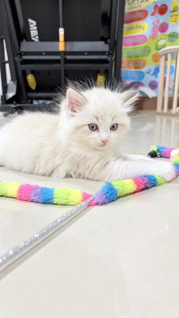 น้องแมวสายพันธุ์ Ragdoll เพศผู้ น้องรักขี้อ้อน เป็นมิตรกับทุกคน