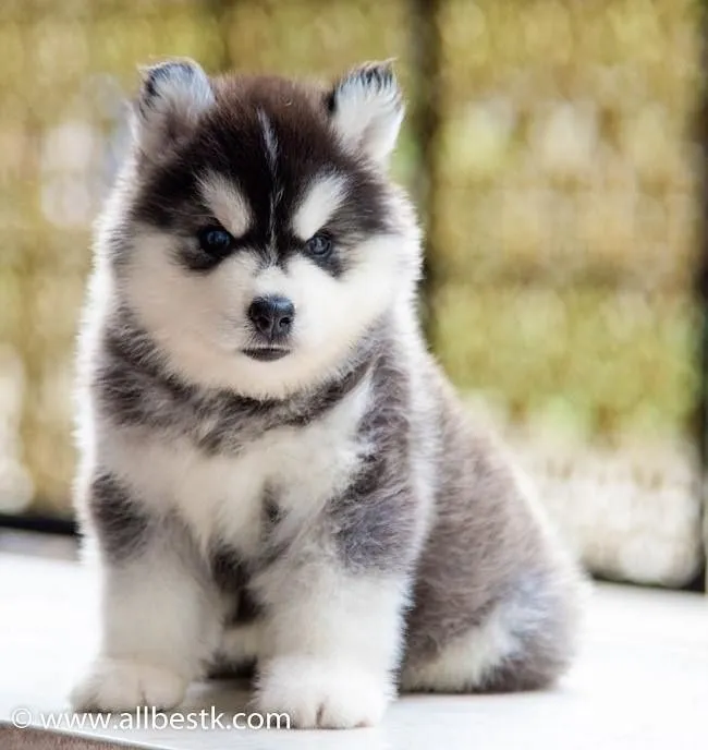 ไซบีเรียนคัดเกรดคุณภาพ จากฟาร์มไซบีเรียนที่ใหญ่ที่สุดในไทย Allbestkennel