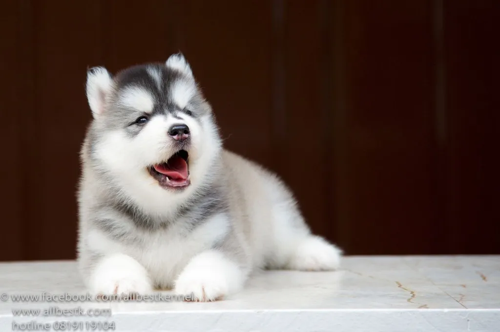 ไซบีเรียนคัดเกรดคุณภาพ จากฟาร์มไซบีเรียนที่ใหญ่ที่สุดในไทย Allbestkennel