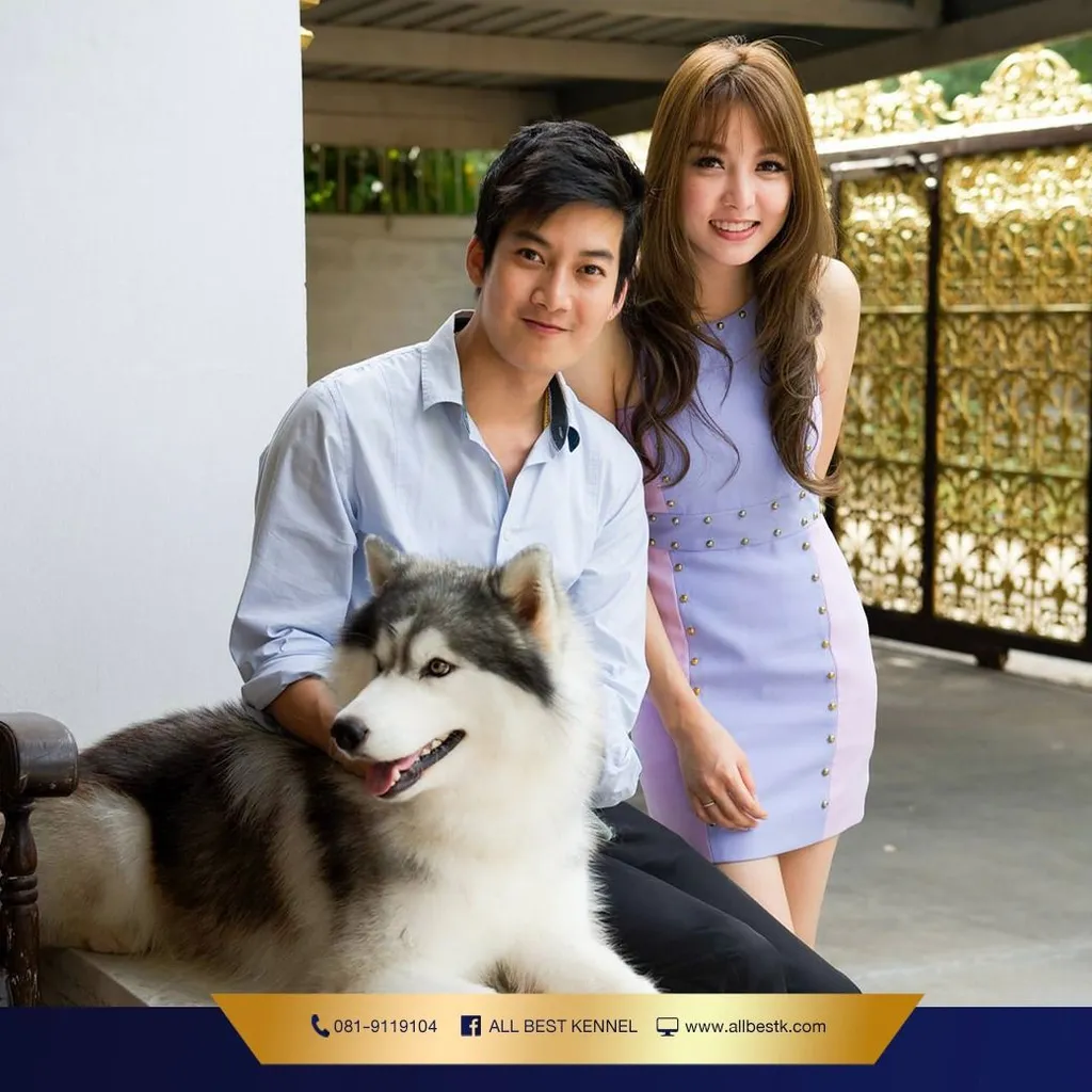 ไซบีเรียนคัดเกรดคุณภาพ จากฟาร์มไซบีเรียนที่ใหญ่ที่สุดในไทย Allbestkennel