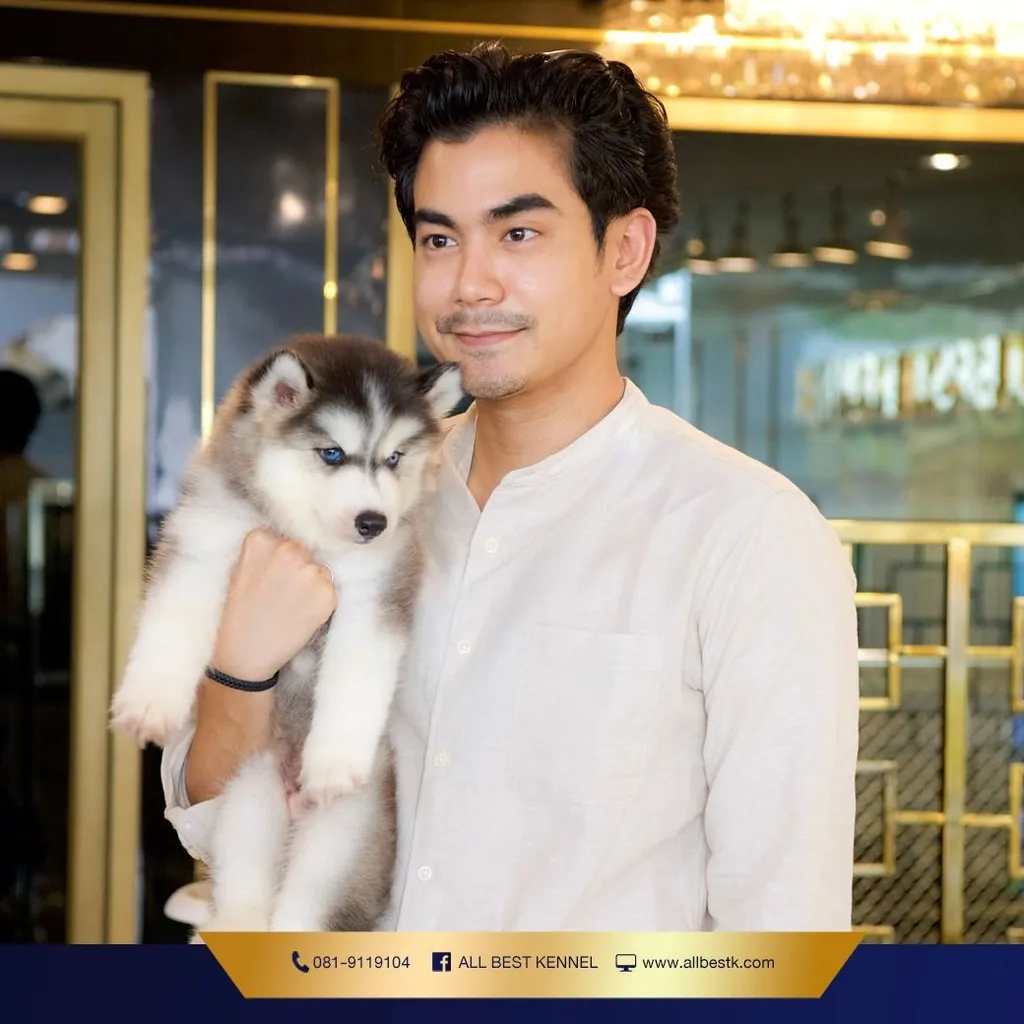 ไซบีเรียนคัดเกรดคุณภาพ จากฟาร์มไซบีเรียนที่ใหญ่ที่สุดในไทย Allbestkennel