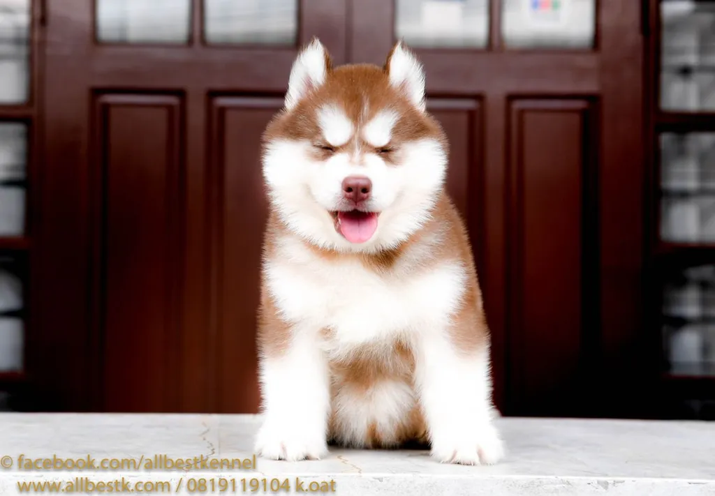 ไซบีเรียนคัดเกรดคุณภาพ จากฟาร์มไซบีเรียนที่ใหญ่ที่สุดในไทย Allbestkennel