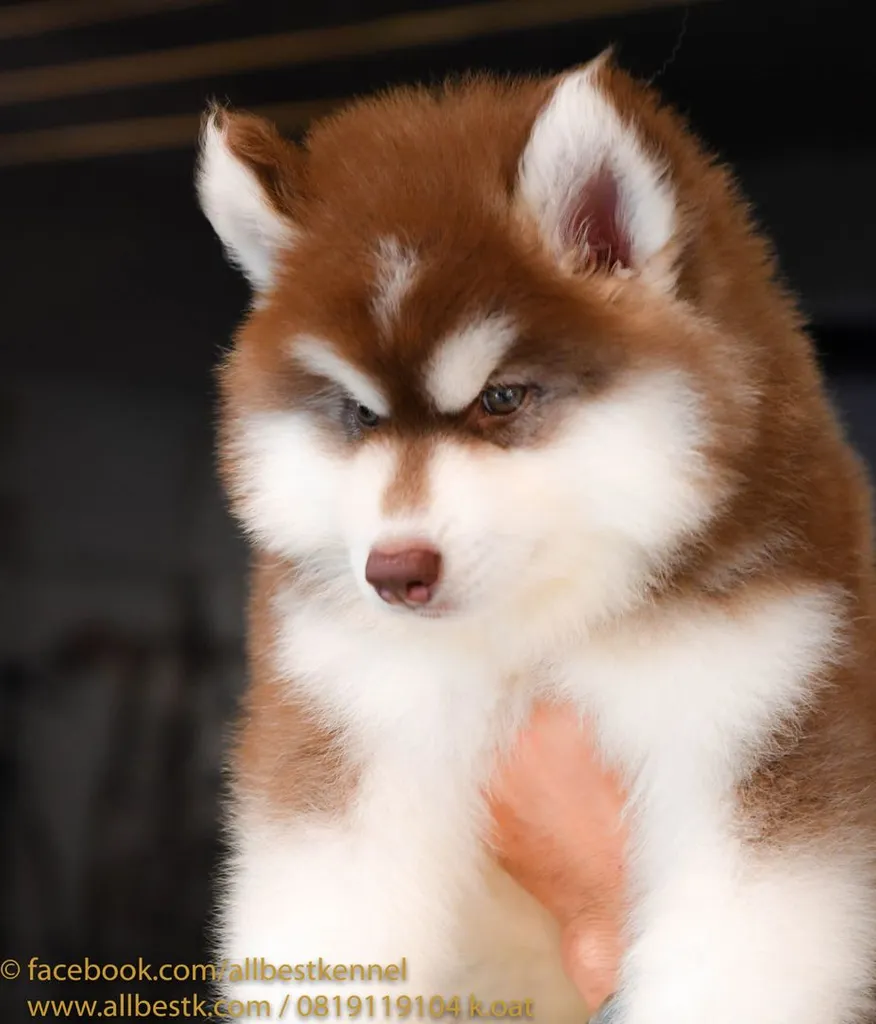 ไซบีเรียนคัดเกรดคุณภาพ จากฟาร์มไซบีเรียนที่ใหญ่ที่สุดในไทย Allbestkennel