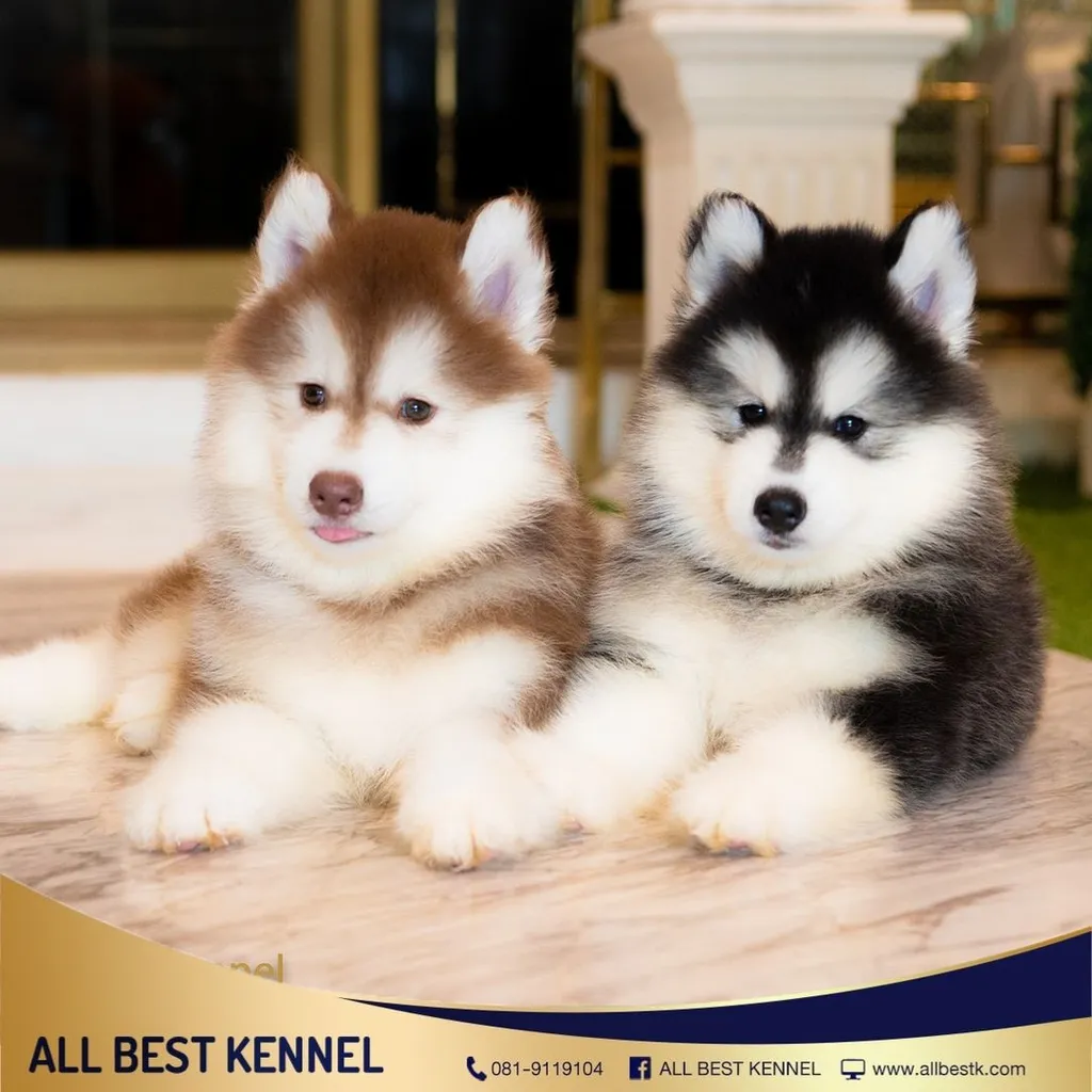 ไซบีเรียนคัดเกรดคุณภาพ จากฟาร์มไซบีเรียนที่ใหญ่ที่สุดในไทย Allbestkennel
