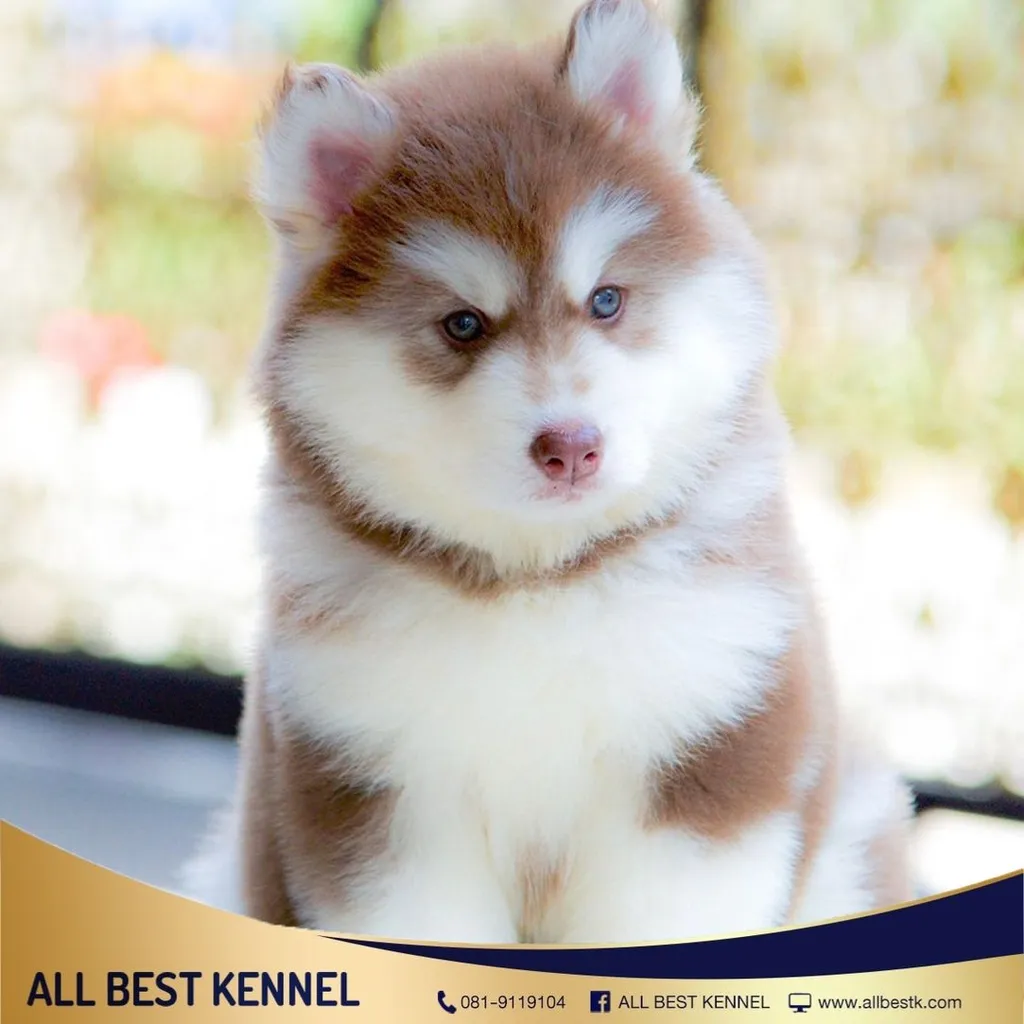 ไซบีเรียนคัดเกรดคุณภาพ จากฟาร์มไซบีเรียนที่ใหญ่ที่สุดในไทย Allbestkennel