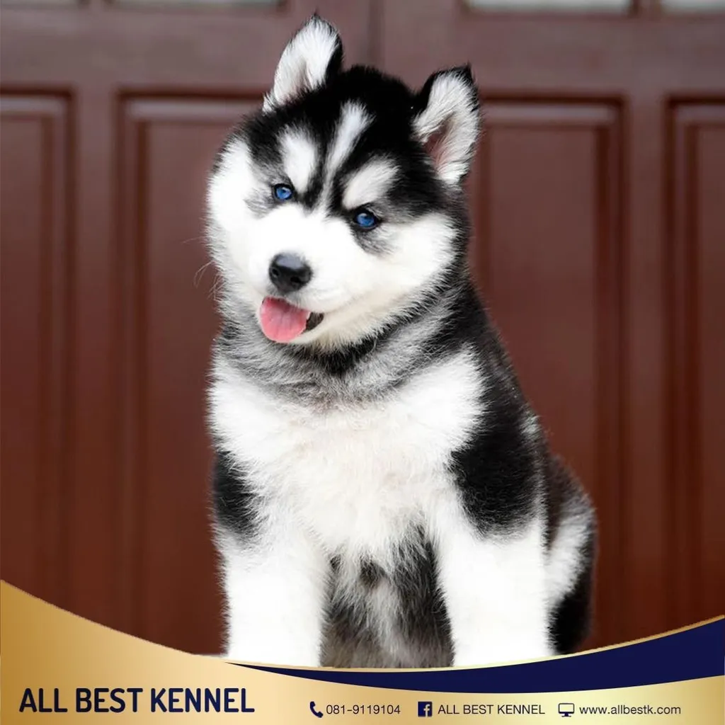 ไซบีเรียนคัดเกรดคุณภาพ จากฟาร์มไซบีเรียนที่ใหญ่ที่สุดในไทย Allbestkennel