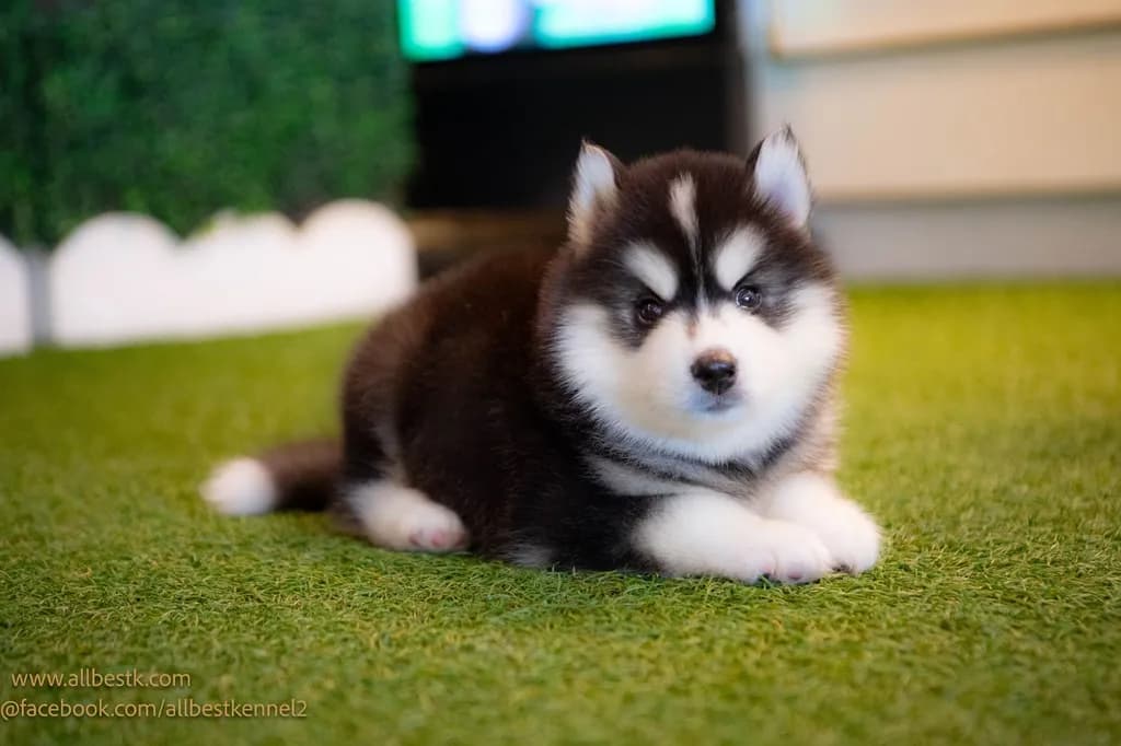 ไซบีเรียนคัดเกรดคุณภาพ จากฟาร์มไซบีเรียนที่ใหญ่ที่สุดในไทย Allbestkennel