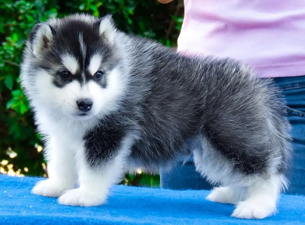 ไซบีเรียนคัดเกรดคุณภาพ จากฟาร์มไซบีเรียนที่ใหญ่ที่สุดในไทย Allbestkennel