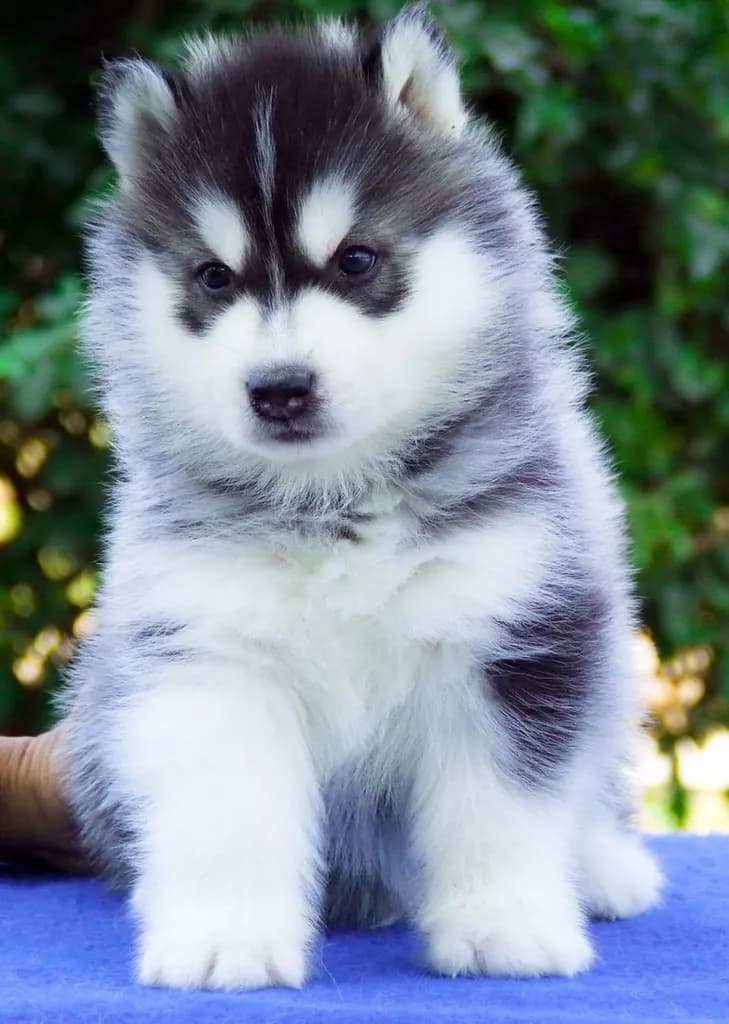ไซบีเรียนคัดเกรดคุณภาพ จากฟาร์มไซบีเรียนที่ใหญ่ที่สุดในไทย Allbestkennel