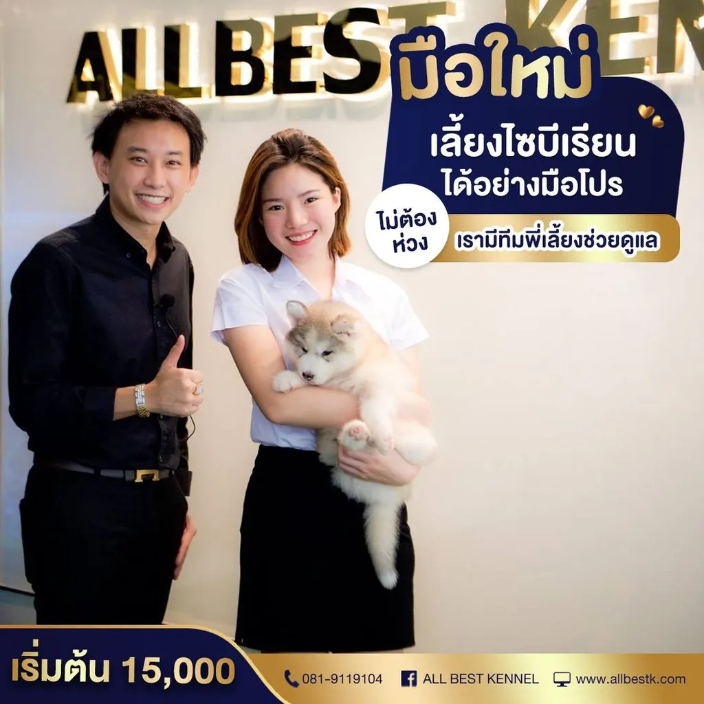 ไซบีเรียนคัดเกรดคุณภาพ จากฟาร์มไซบีเรียนที่ใหญ่ที่สุดในไทย Allbestkennel