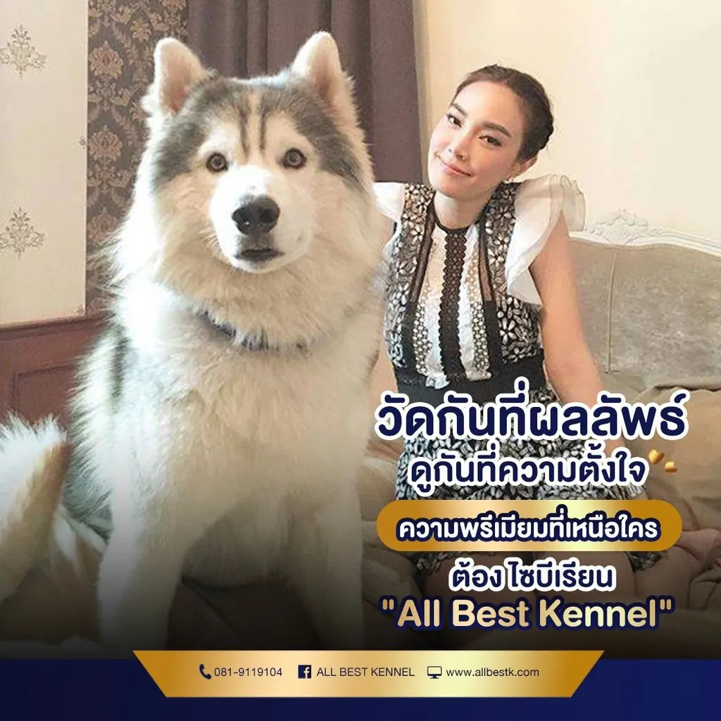 ไซบีเรียนคัดเกรดคุณภาพ จากฟาร์มไซบีเรียนที่ใหญ่ที่สุดในไทย Allbestkennel