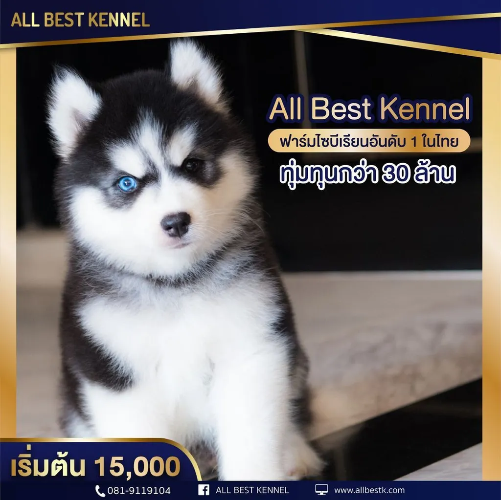 ไซบีเรียนคัดเกรดคุณภาพ จากฟาร์มไซบีเรียนที่ใหญ่ที่สุดในไทย Allbestkennel