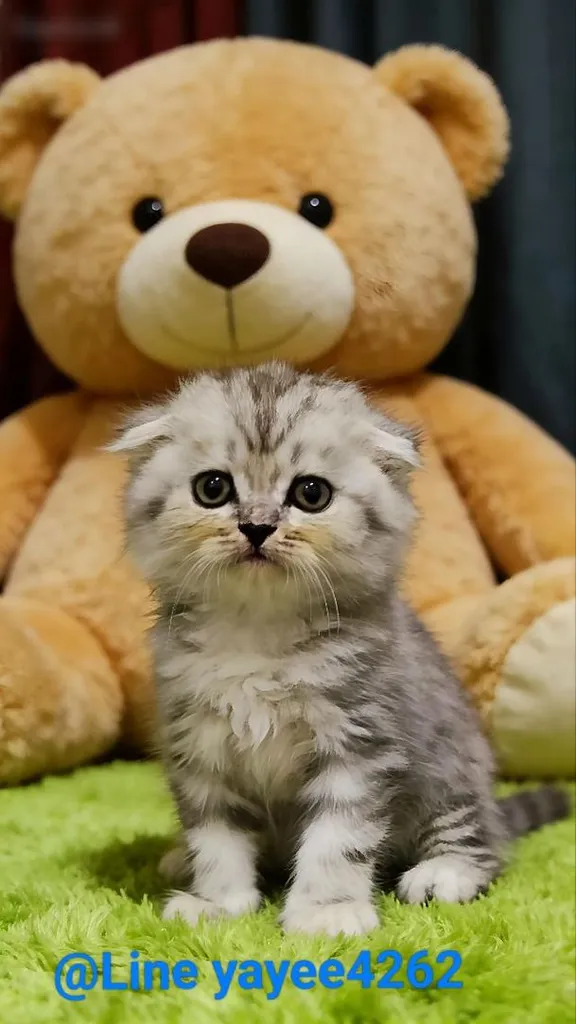 scottish fold