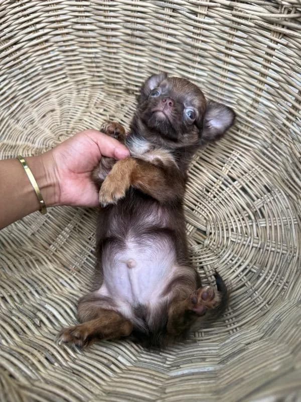 ชิวาว่าขนยาว