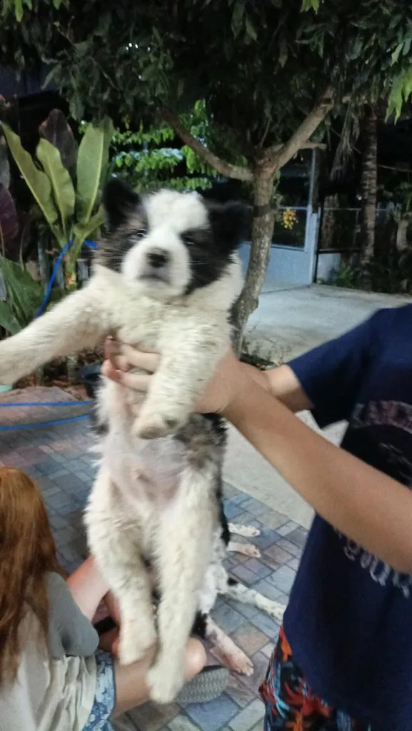 น้องหมาบางแก้ว แท้ ถูก มีใบpetพ่อแม่